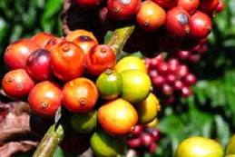 coffee robusta